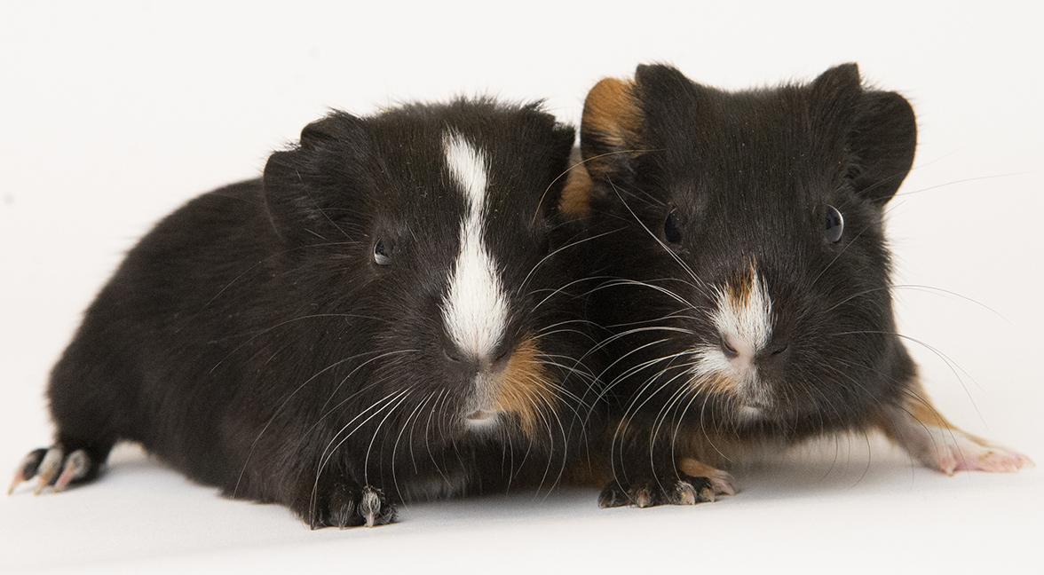 Enlarge Sugar and Butter, a ADOPTABLE Guinea Pig in Chicago, IL image 5/6