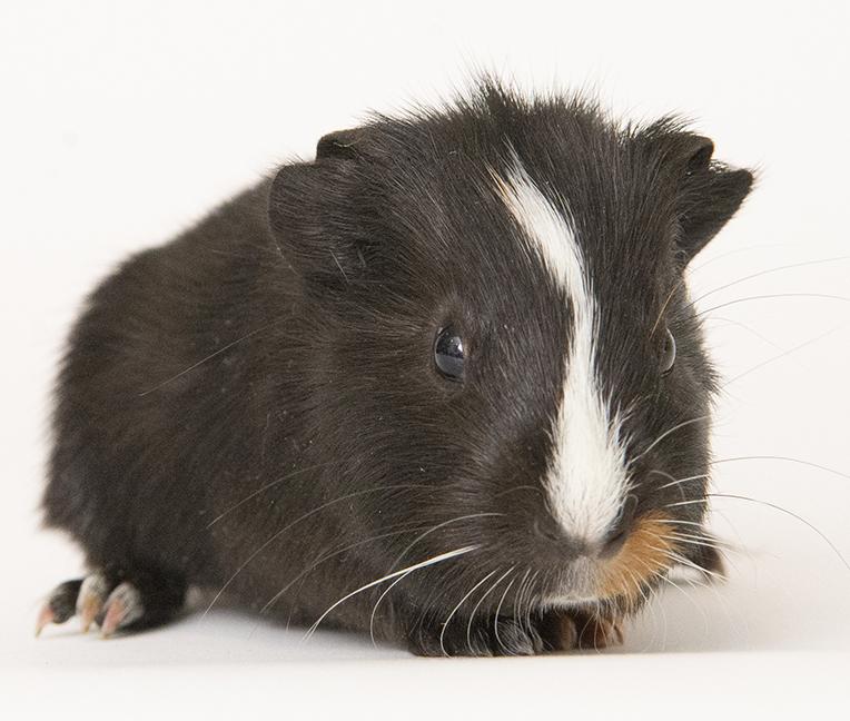 Enlarge Sugar and Butter, a ADOPTABLE Guinea Pig in Chicago, IL image 6/6