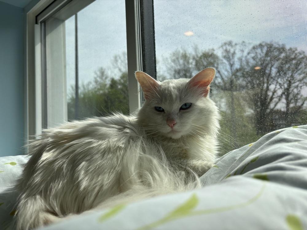 Prince Blu, Adoptable, Adult Male Domestic Medium Hair.