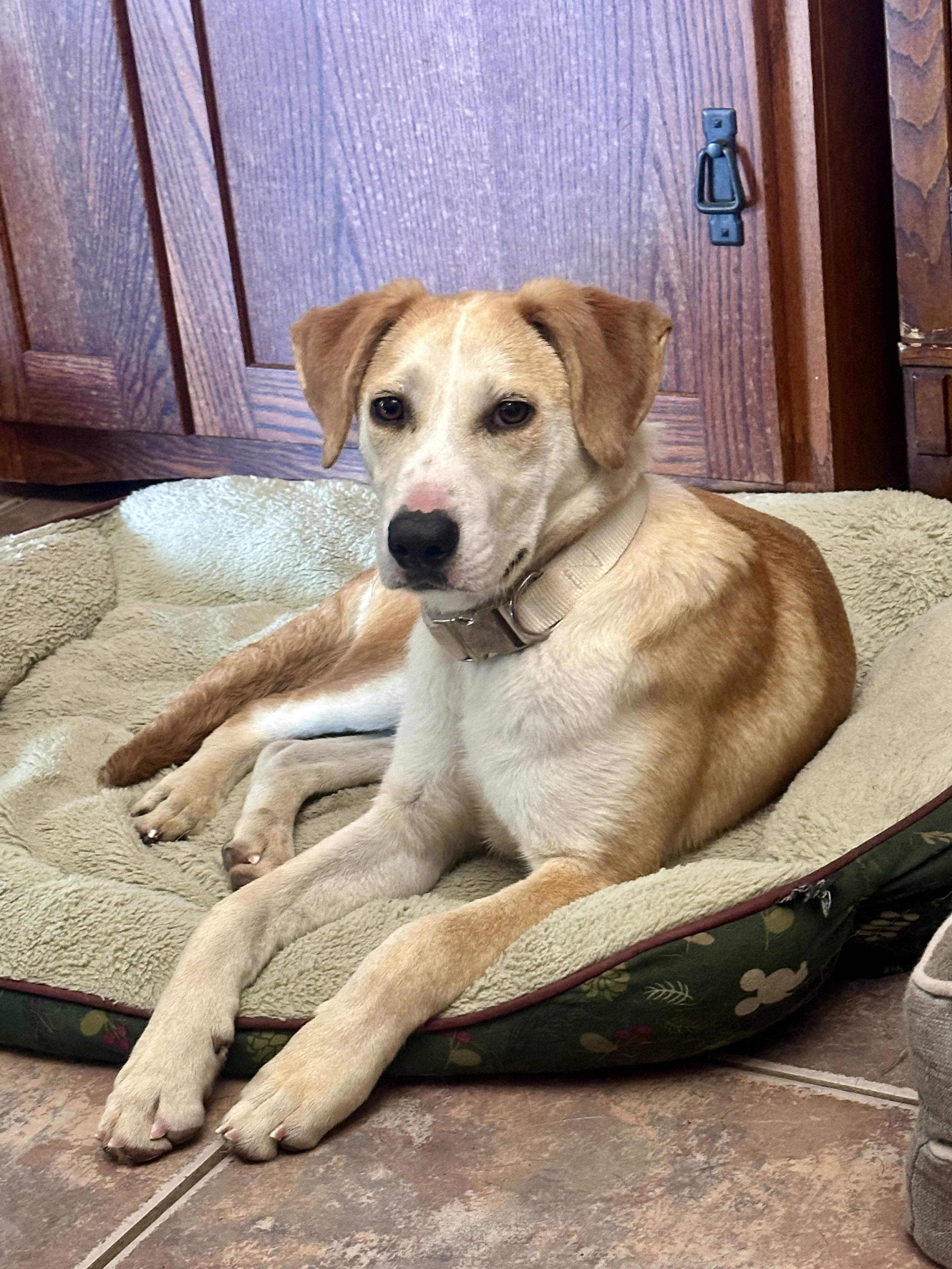 Cowboy, ADOPTABLE, Puppy Male Labrador Retriever & American Foxhound.