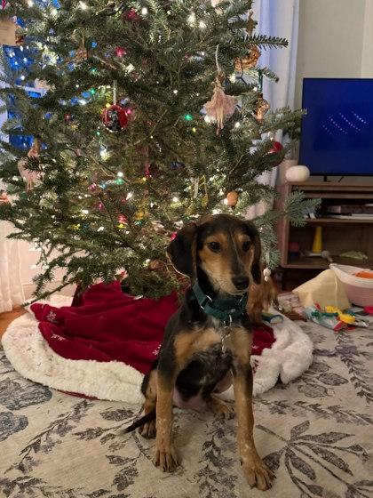 Enlarge Chocolate Chip, a Adoptable mixed breed in King William, VA image 1/1