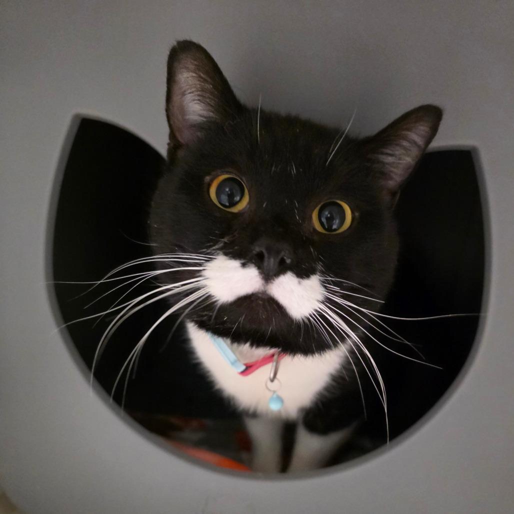 Milk Man, a Adoptable Domestic Short Hair in Watertown, NY image 1/2