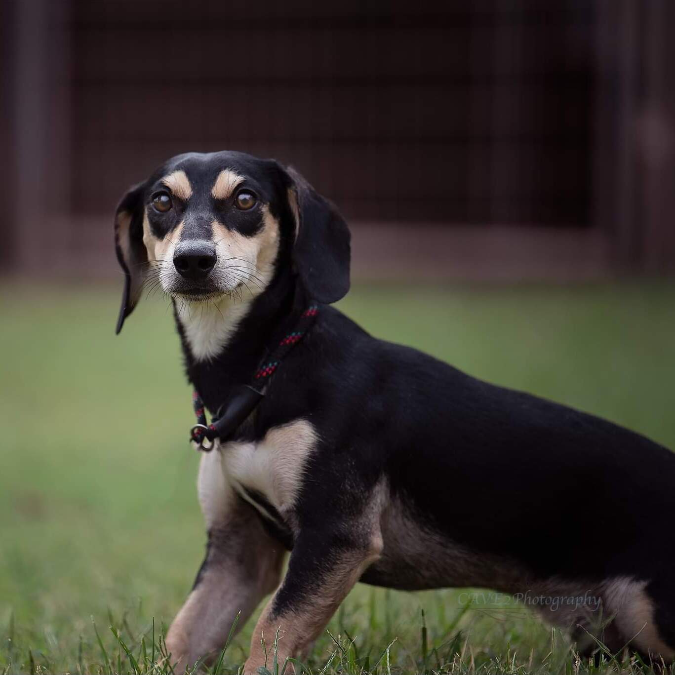 Enlarge Slater , a Adoptable mixed breed in Carnegie, OK image 1/1
