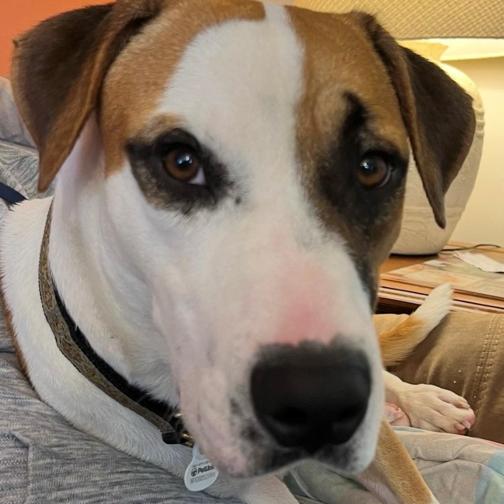 Remy, Adoptable, Adult Male Terrier & Mixed Breed.