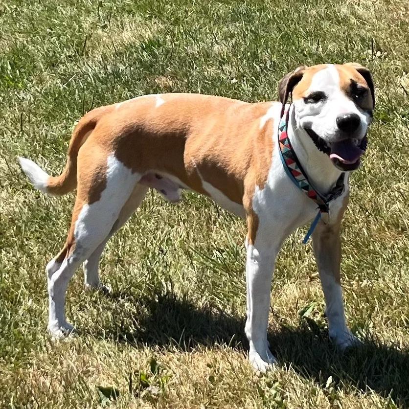 Remy, a Adoptable mixed breed in Brookfield, WI image 2/3