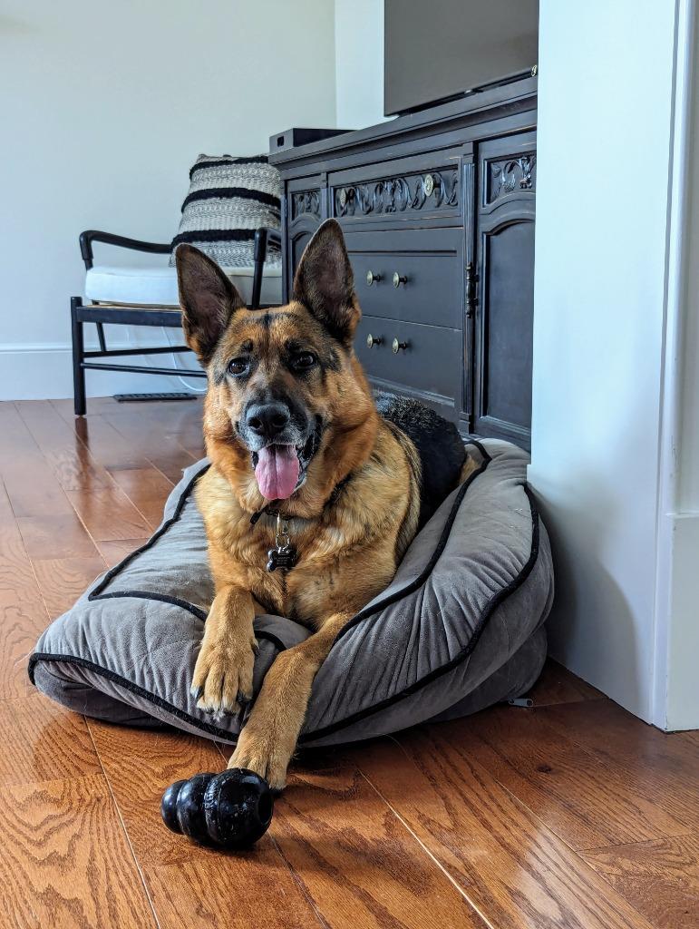 Gracie, Adoptable, Adult Female German Shepherd Dog.