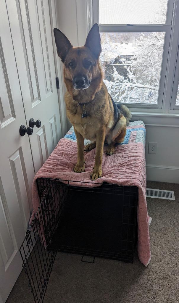 Enlarge Gracie, a Adoptable German Shepherd Dog in Salt Lake City, UT image 2/6