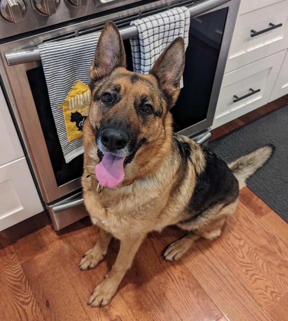 Enlarge Gracie, a Adoptable German Shepherd Dog in Salt Lake City, UT image 4/6