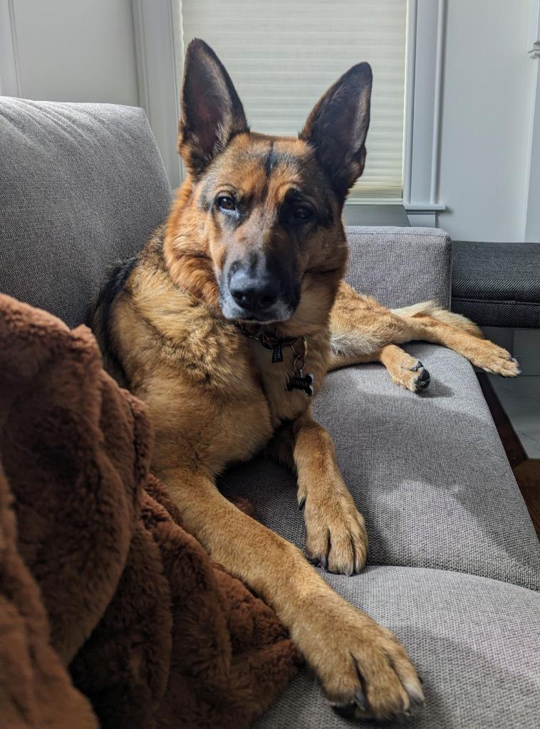 Enlarge Gracie, a Adoptable German Shepherd Dog in Salt Lake City, UT image 5/6