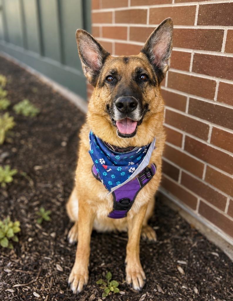 Enlarge Gracie, a Adoptable German Shepherd Dog in Salt Lake City, UT image 6/6