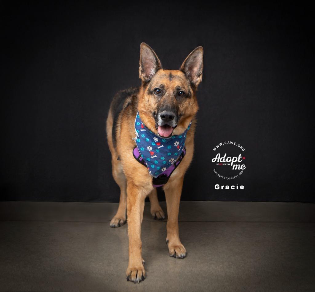 Enlarge Gracie, a Adoptable German Shepherd Dog in Salt Lake City, UT image 6/6