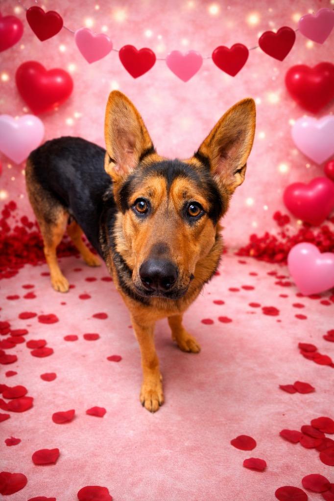 FREYJA, Adoptable, Young Female German Shepherd Dog.