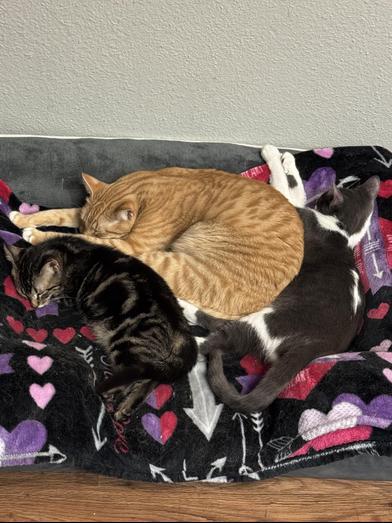 Sonny — thumbnail 4