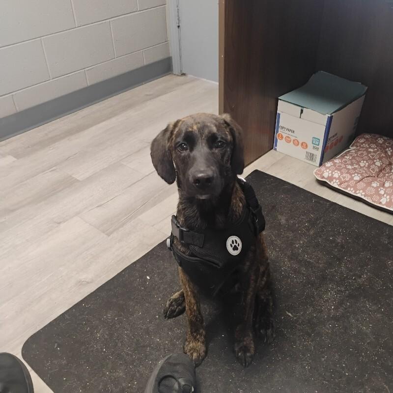 Gunner 10-22-26, Adoptable, Adult Male Plott Hound.