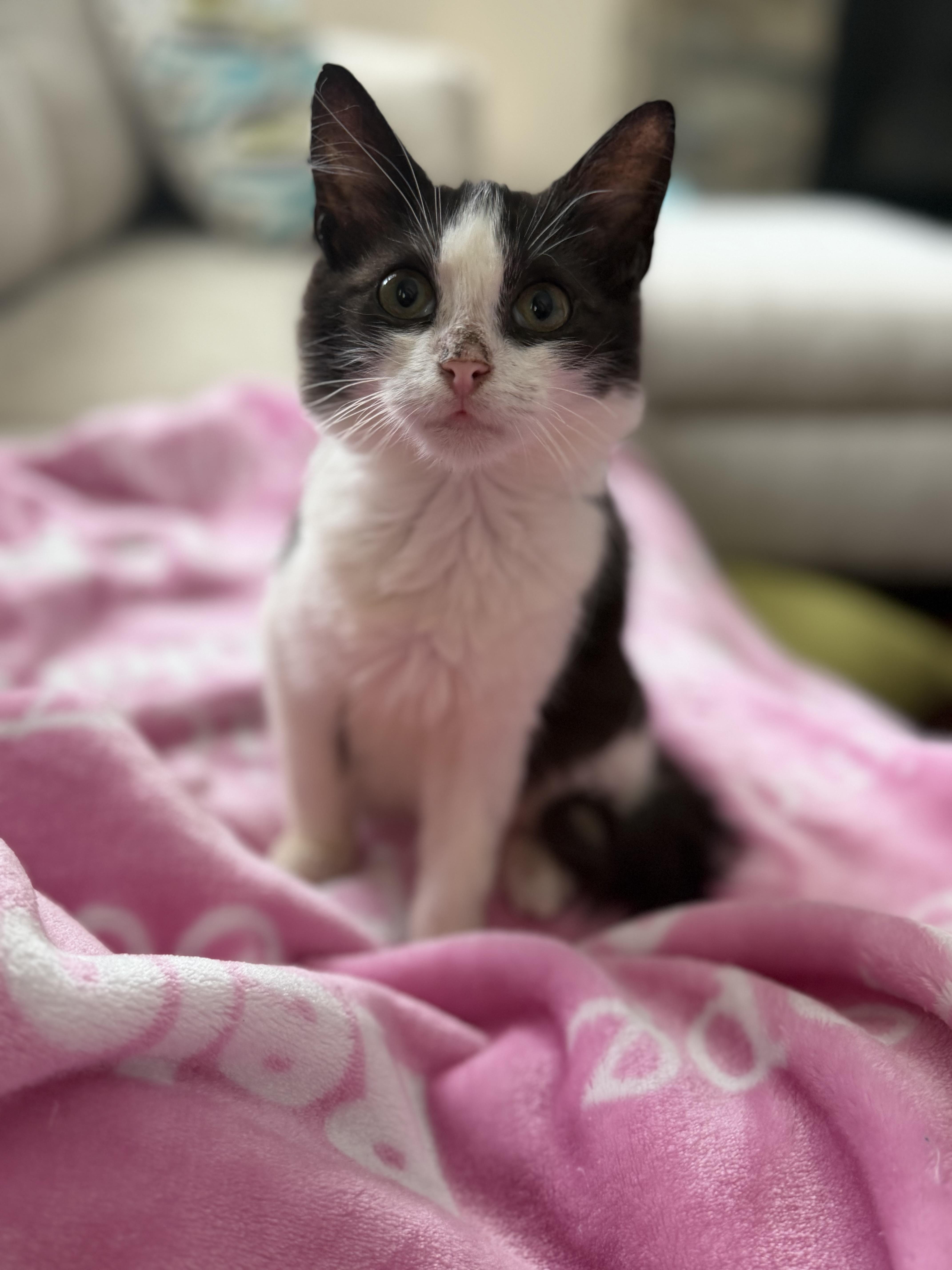 Nicky, Adoptable, Young Male Domestic Medium Hair.