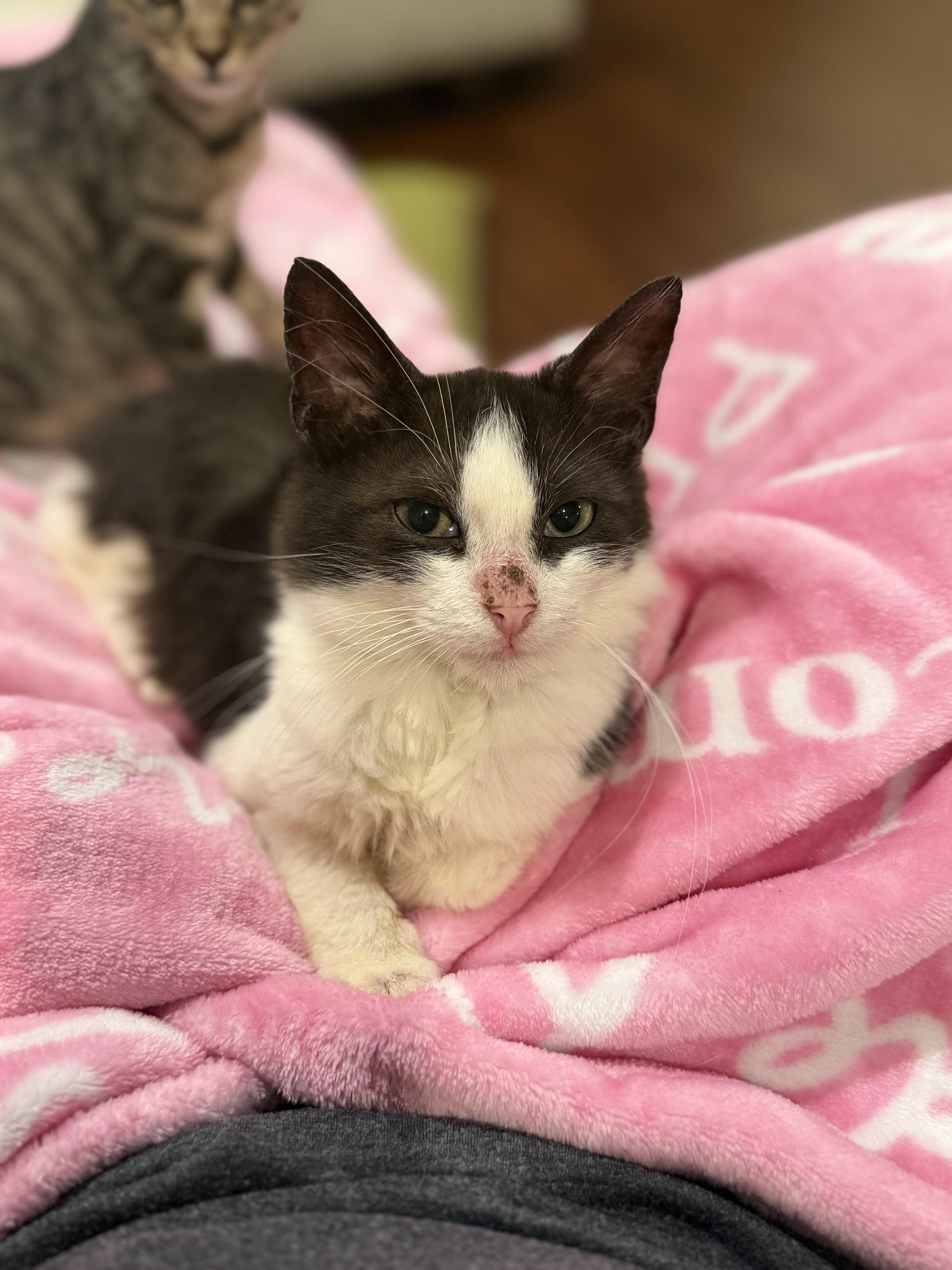 Enlarge Nicky, a Adoptable Domestic Medium Hair in Columbia, MO image 2/2