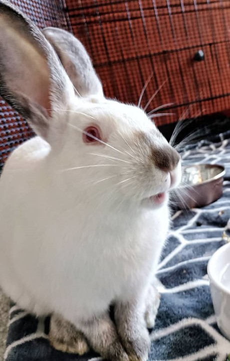 Enlarge Kiki, a Adopted Californian in Martinez, CA image 1/3