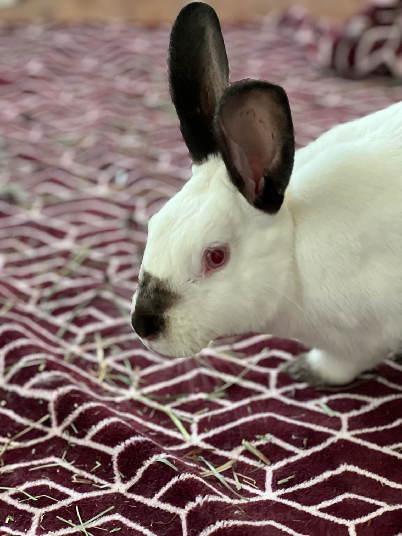 Enlarge Kiki, a Adopted Californian in Martinez, CA image 3/3