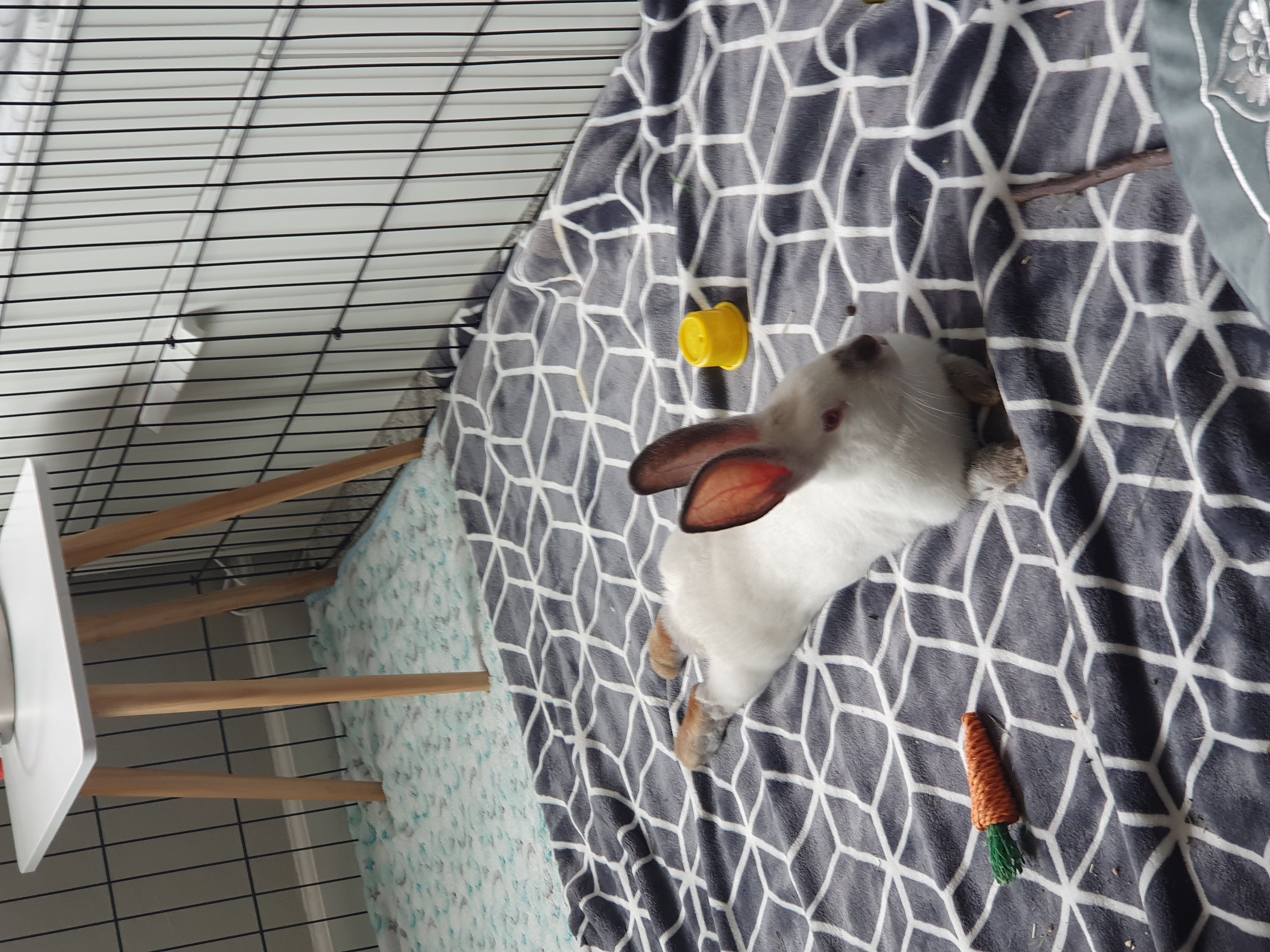 Enlarge Kiki, a Adopted Californian in Martinez, CA image 2/3