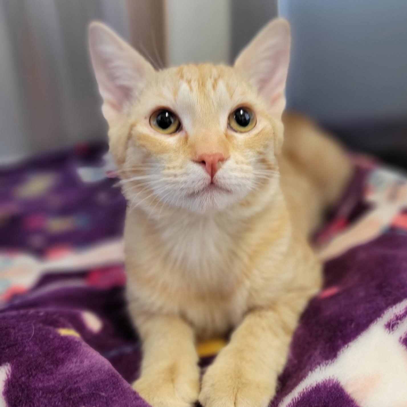 Enlarge Chester, a Adoptable mixed breed in Ellensburg, WA image 1/1