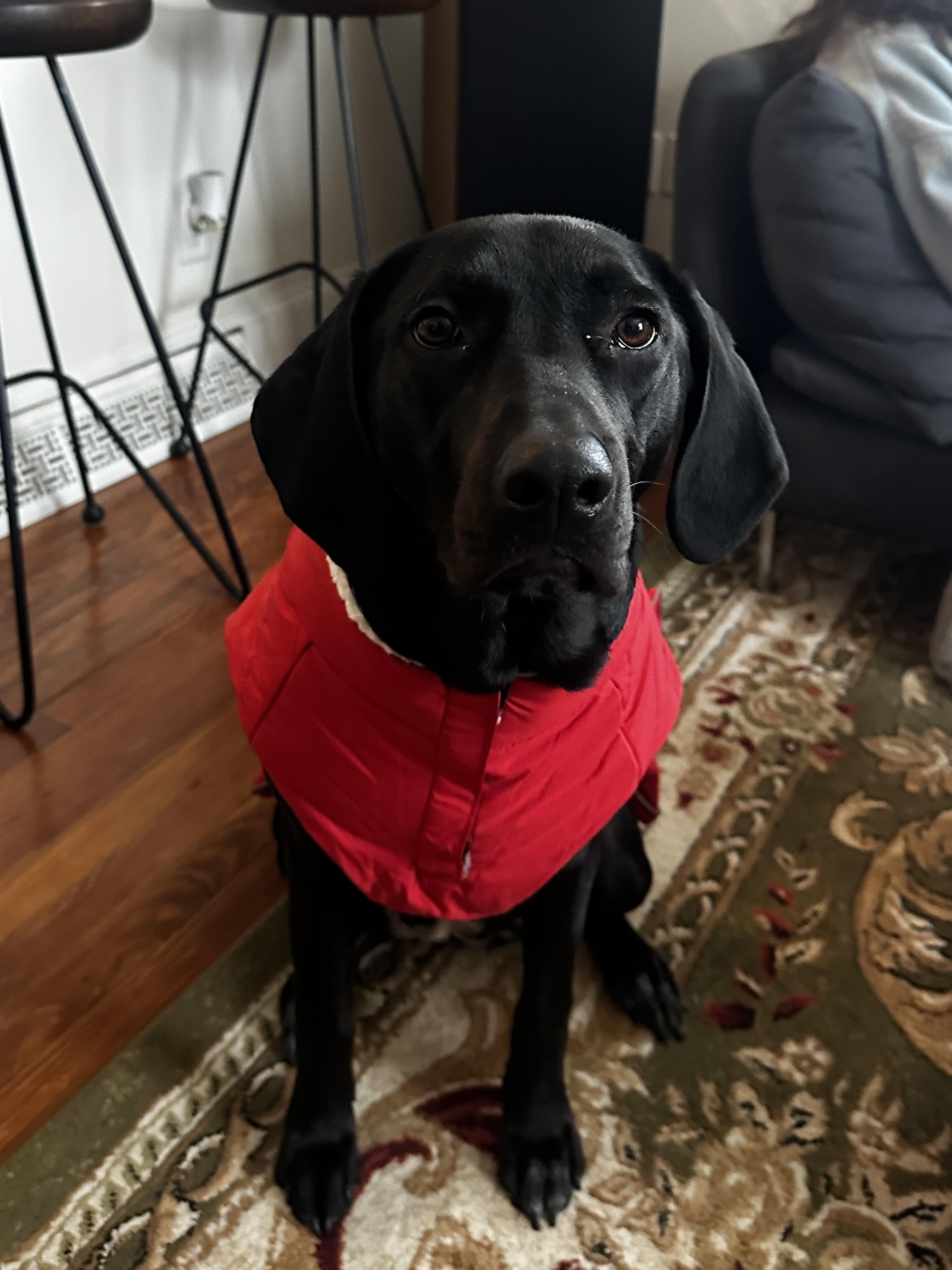 Enlarge Pepper, a Adopted mixed breed in Royal Oak, MI image 4/4