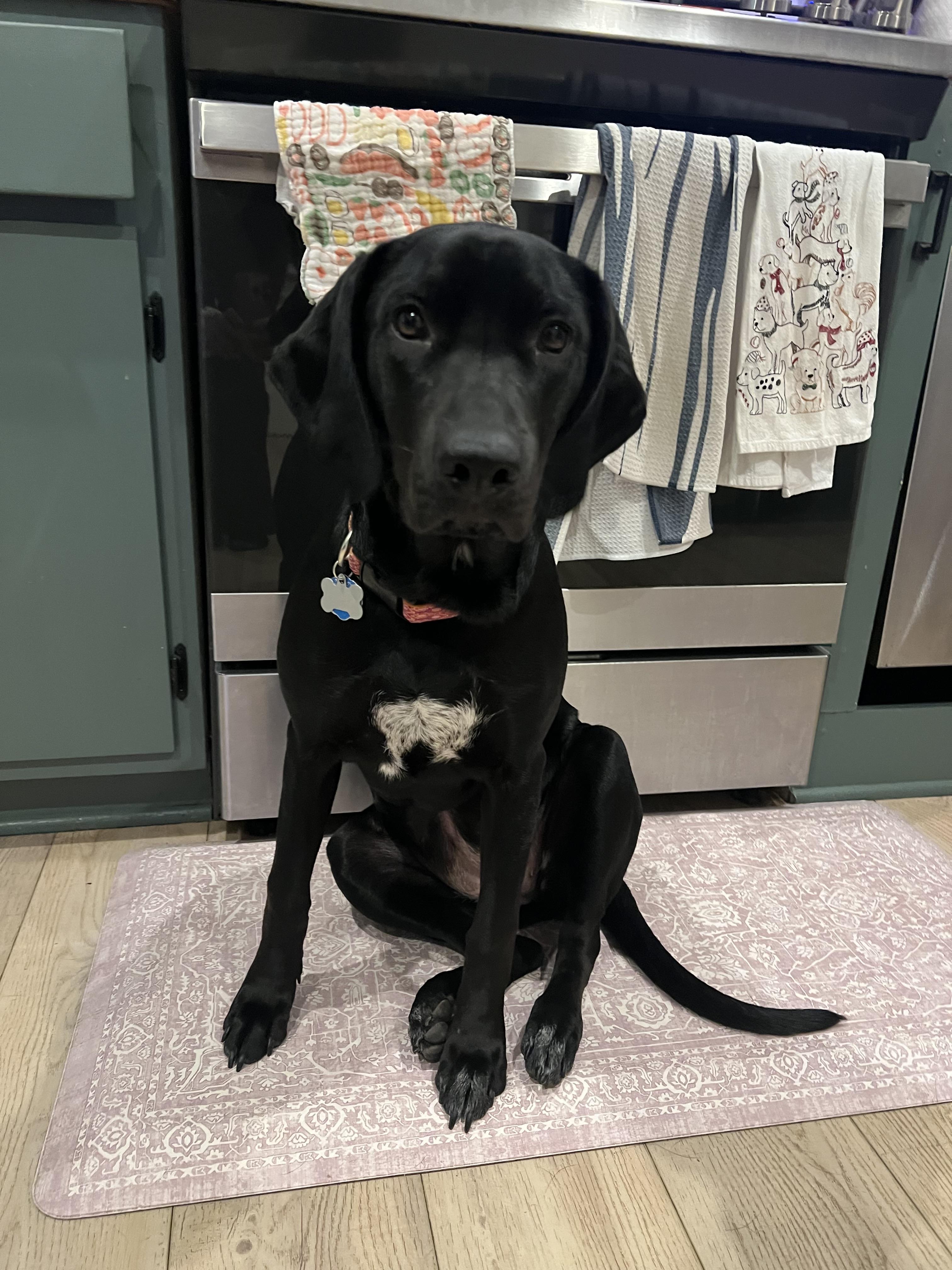 Enlarge Pepper, a Adopted mixed breed in Royal Oak, MI image 3/4