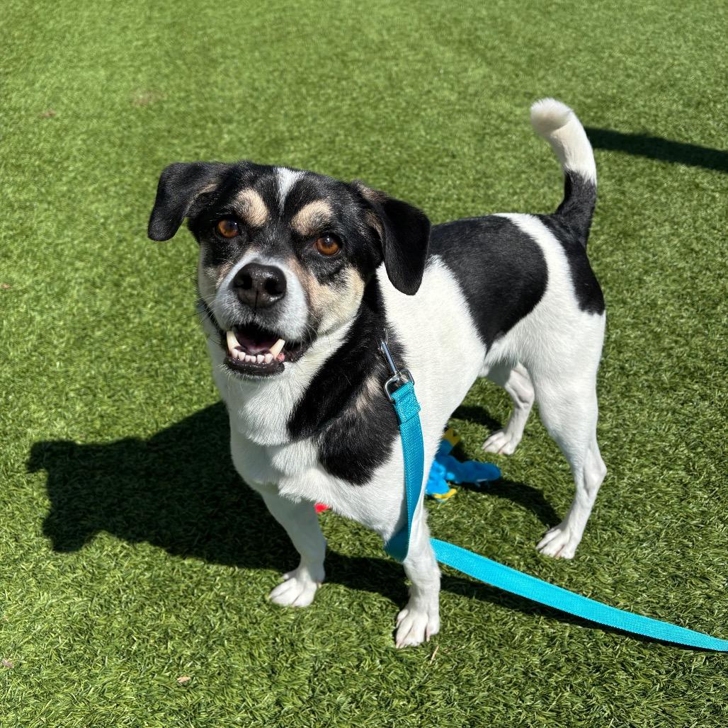 Sniper, Adoptable, Adult Male Mixed Breed.