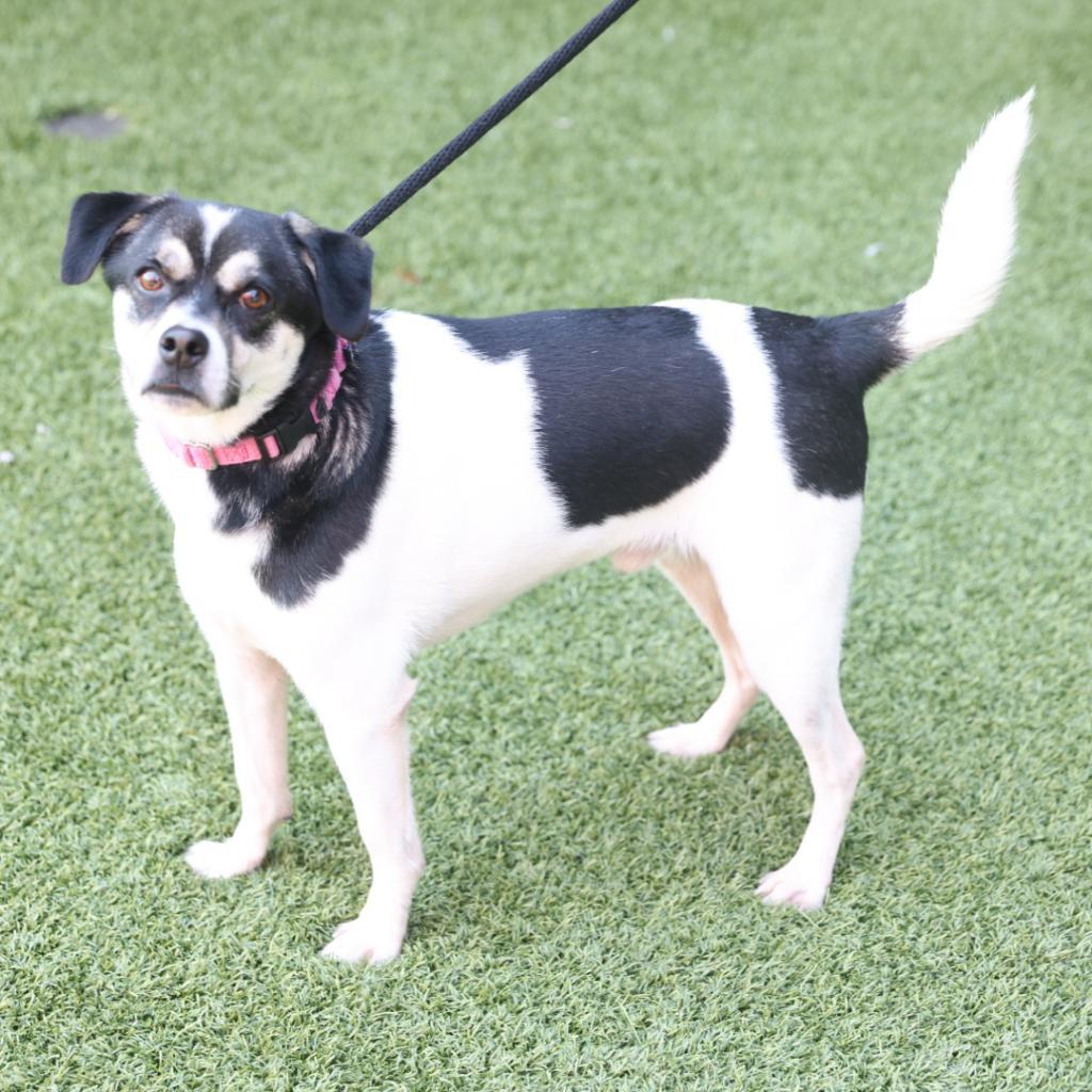 Enlarge Sniper, a Adoptable Mixed Breed in Washington Township, OH image 2/6