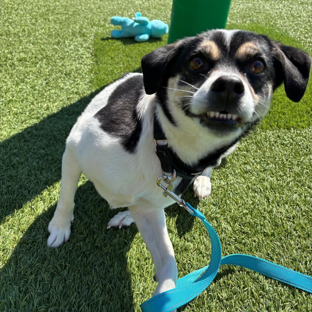 Enlarge Sniper, a Adoptable Mixed Breed in Washington Township, OH image 3/6