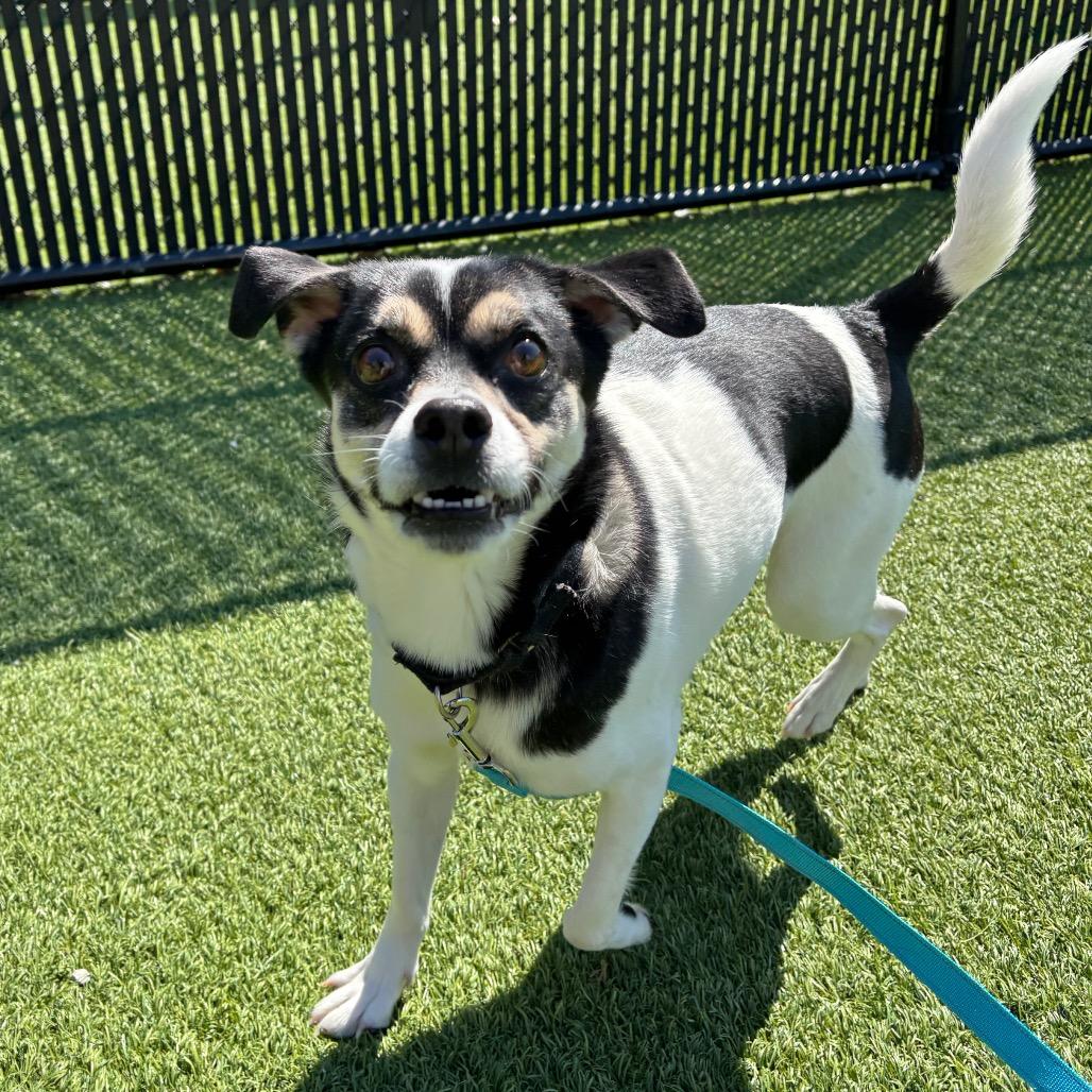 Enlarge Sniper, a Adoptable Mixed Breed in Washington Township, OH image 4/6