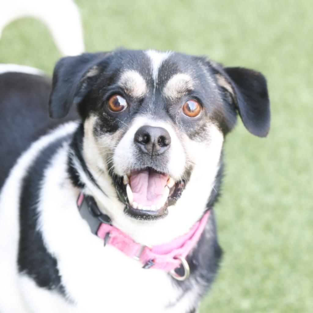 Enlarge Sniper, a Adoptable Mixed Breed in Washington Township, OH image 5/6