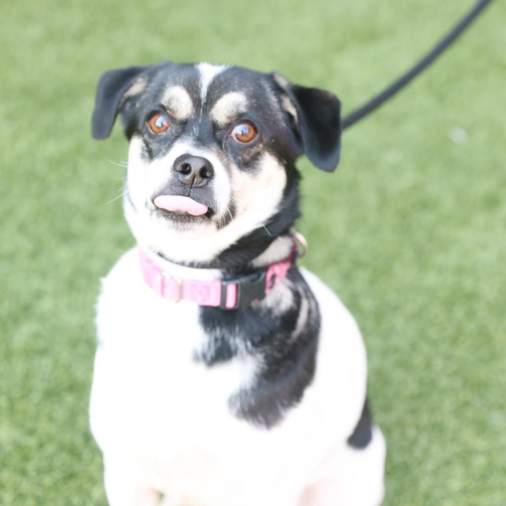 Enlarge Sniper, a Adoptable Mixed Breed in Washington Township, OH image 6/6