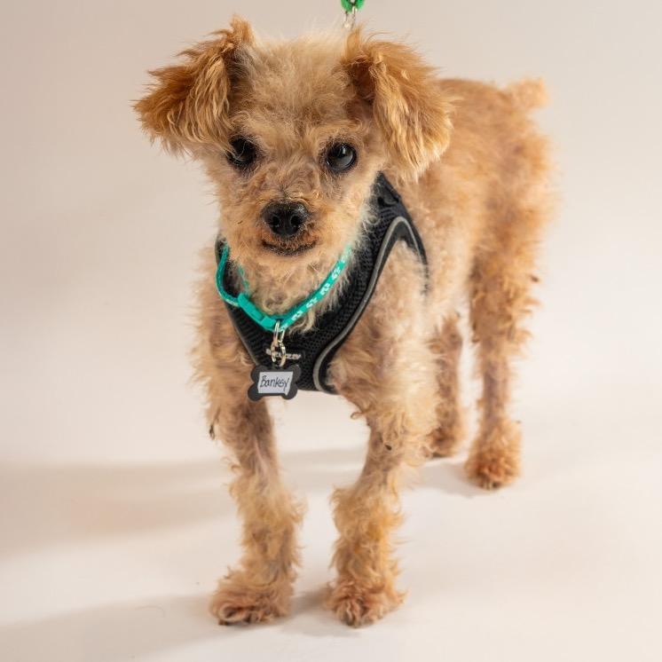 Enlarge Banksy 13588, a Adoptable Poodle in San Francisco, CA image 1/1