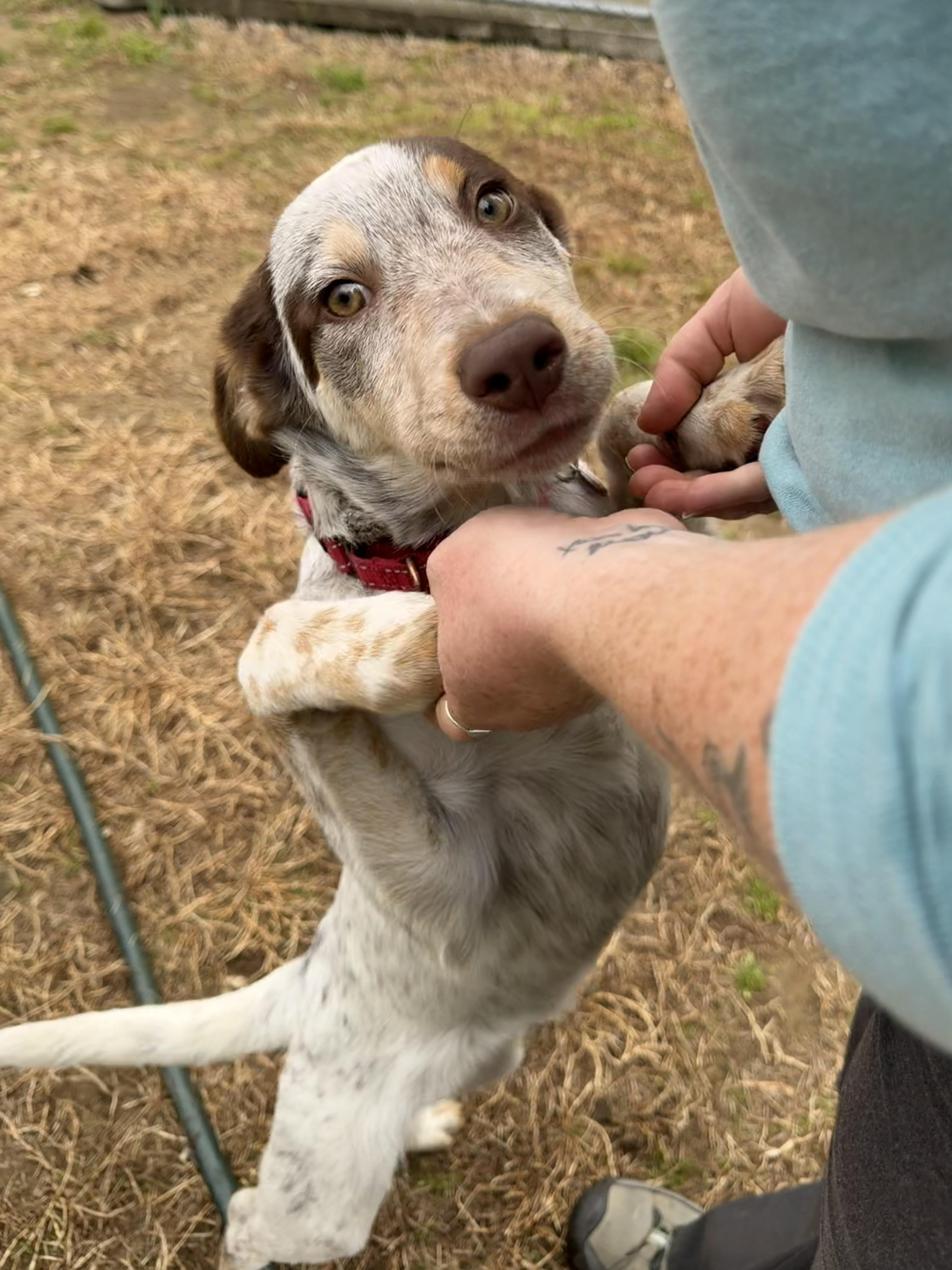 Ethan, a ADOPTABLE mixed breed in Uxbridge, MA image 2/3