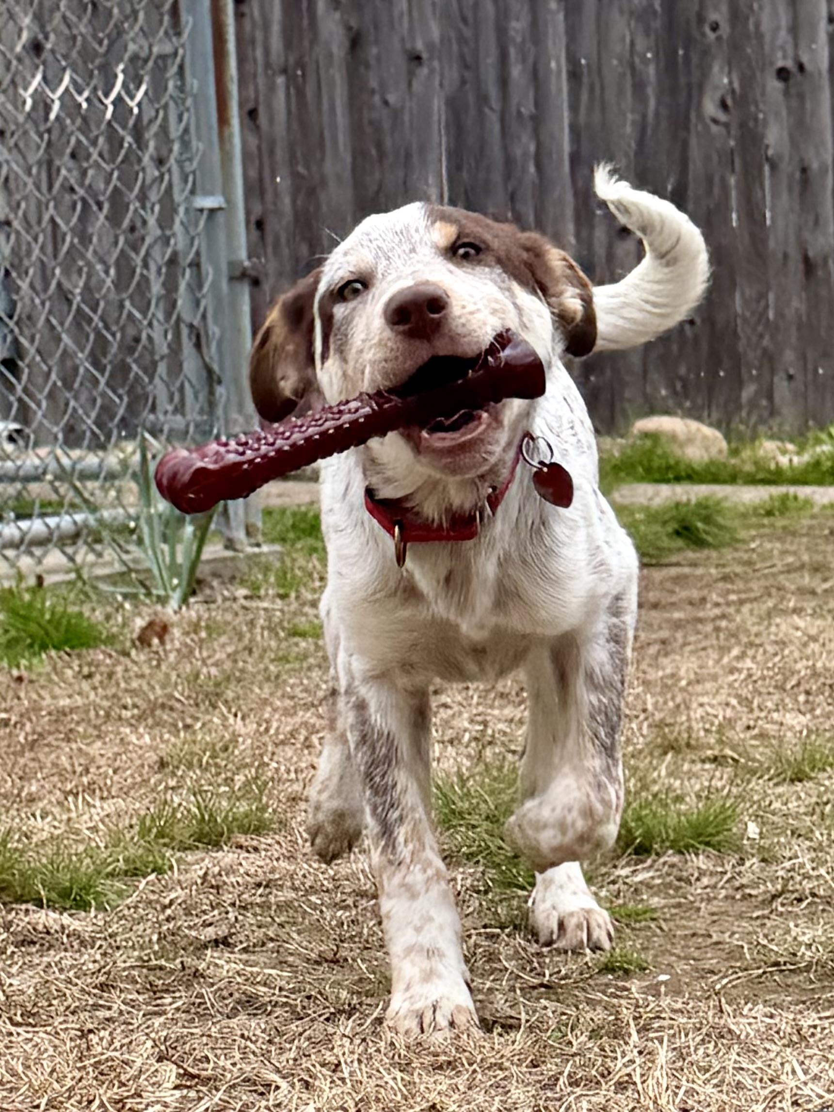 Ethan, a ADOPTABLE mixed breed in Uxbridge, MA image 1/3