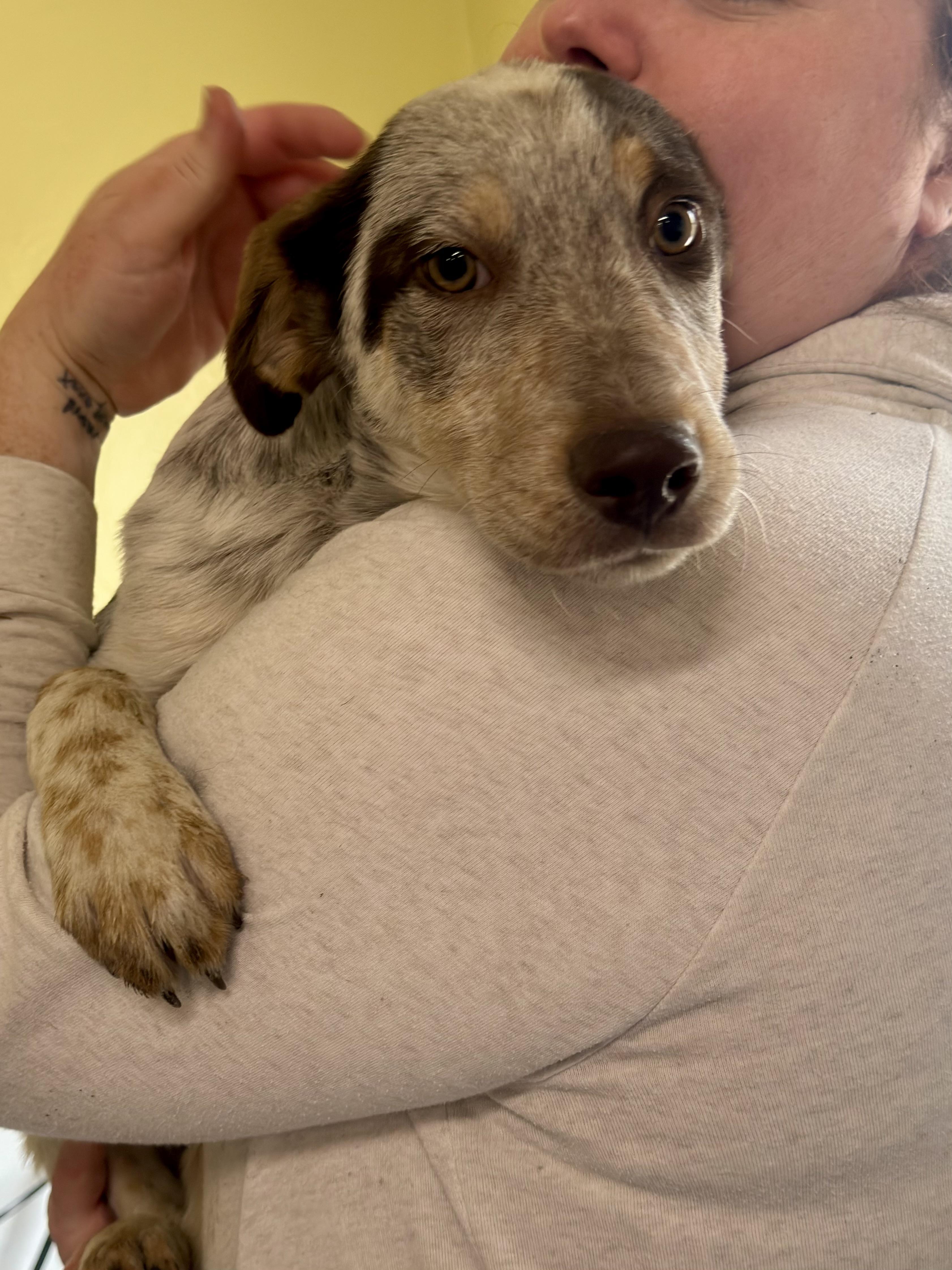 Ethan, a ADOPTABLE mixed breed in Uxbridge, MA image 3/3