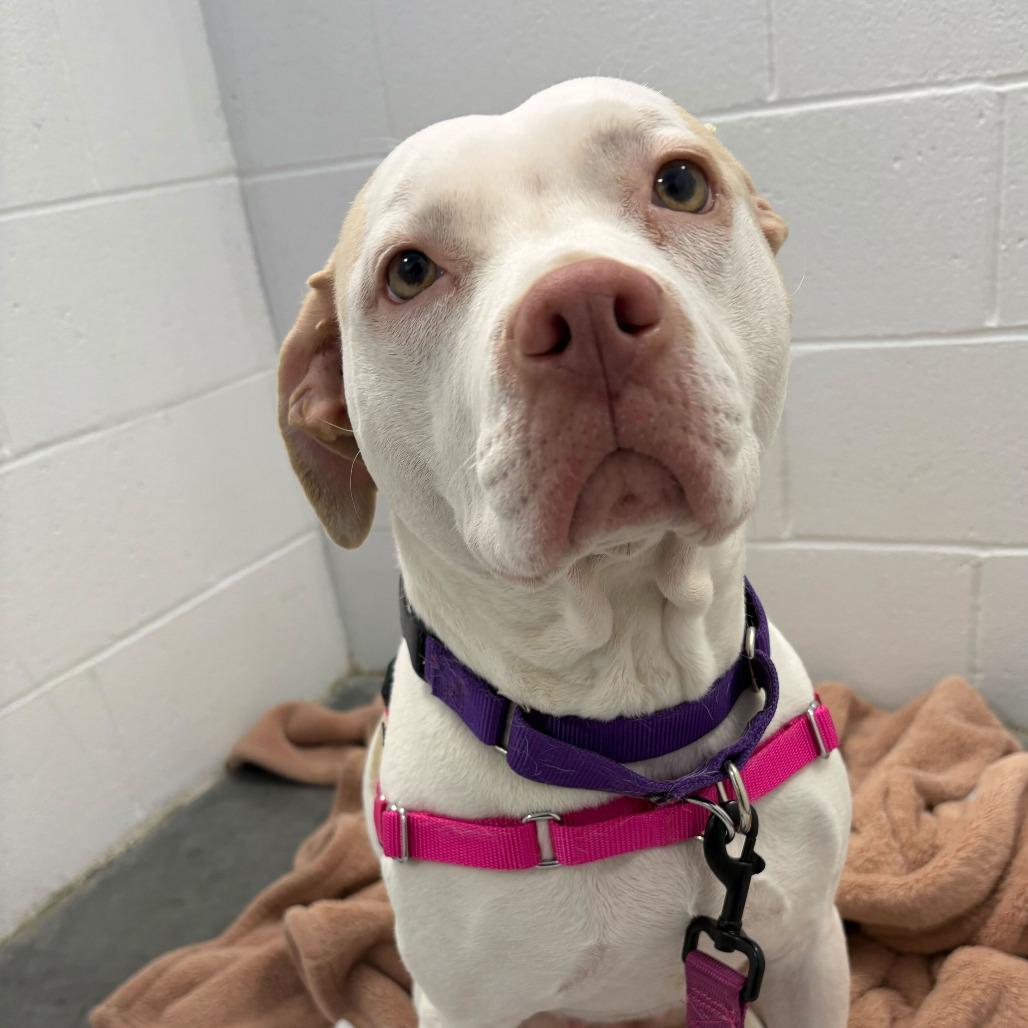 Indy, Adoptable, Adult Female Mixed Breed.