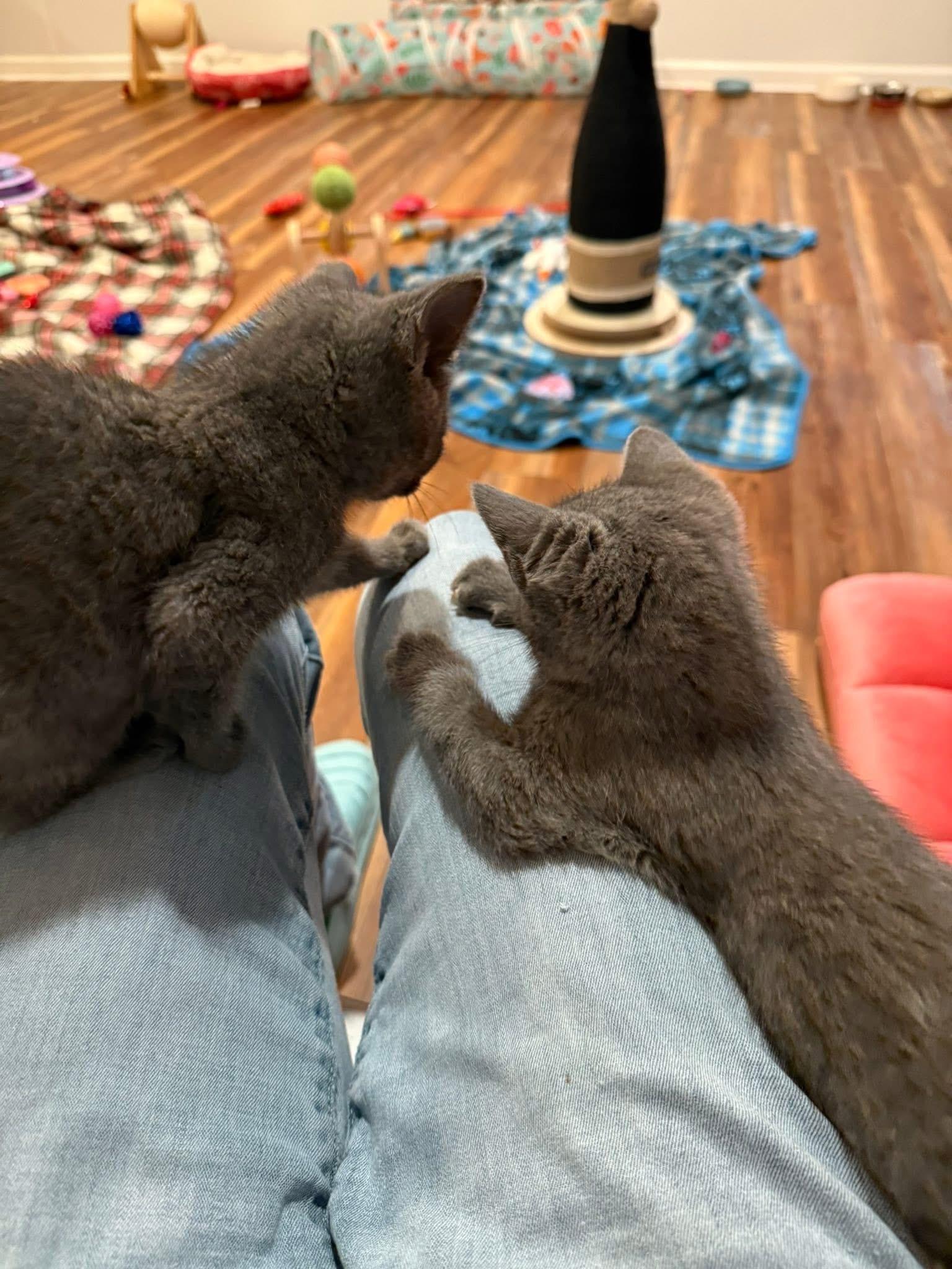 Enlarge Sapphire & Sugar, an adopted Domestic Short Hair in Blanch, NC image 4/6