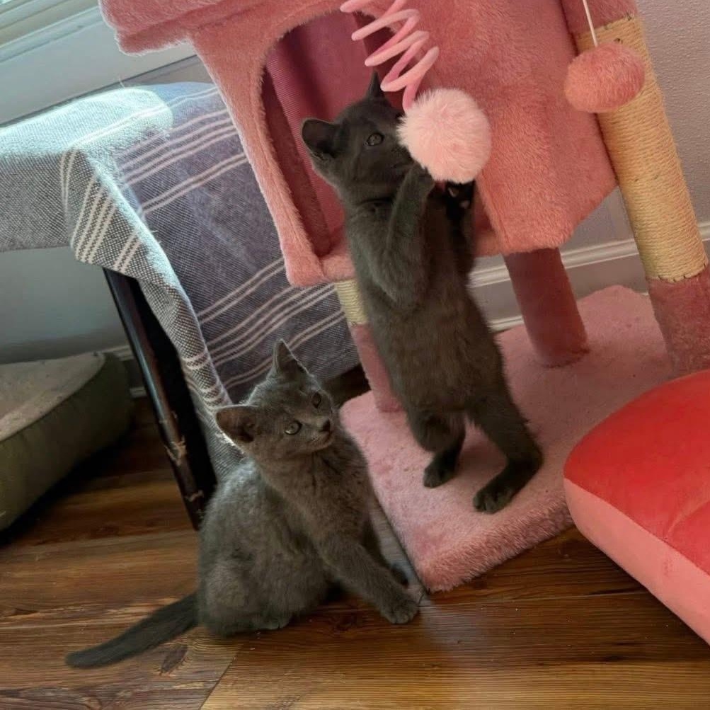 Enlarge Sapphire & Sugar, an adopted Domestic Short Hair in Blanch, NC image 2/6