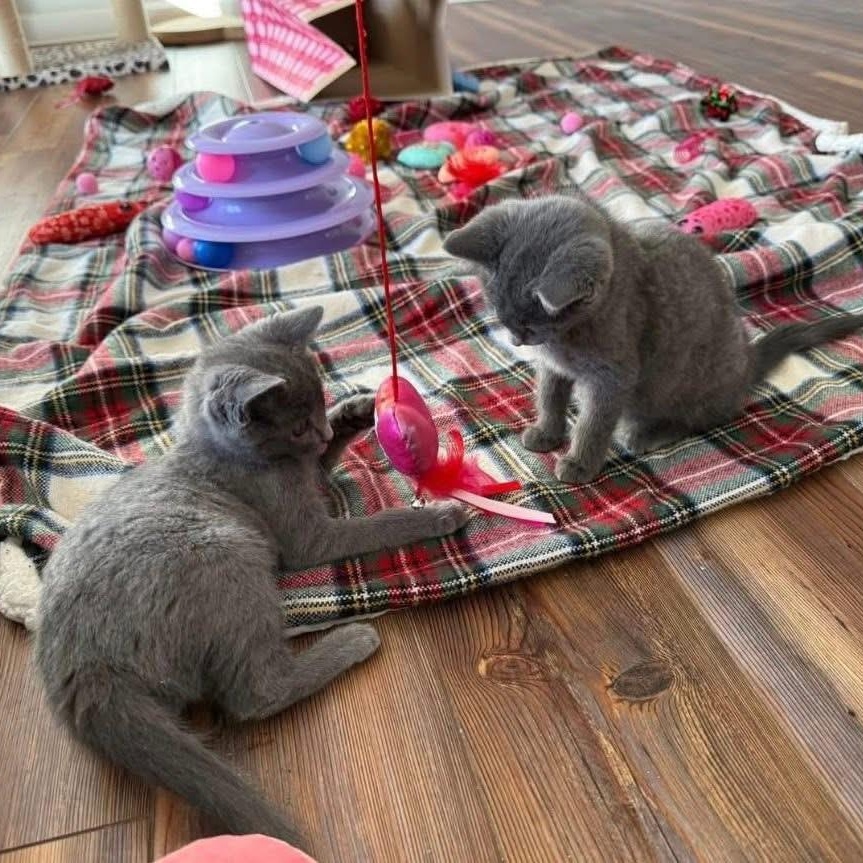 Enlarge Sapphire & Sugar, an adopted Domestic Short Hair in Blanch, NC image 5/6