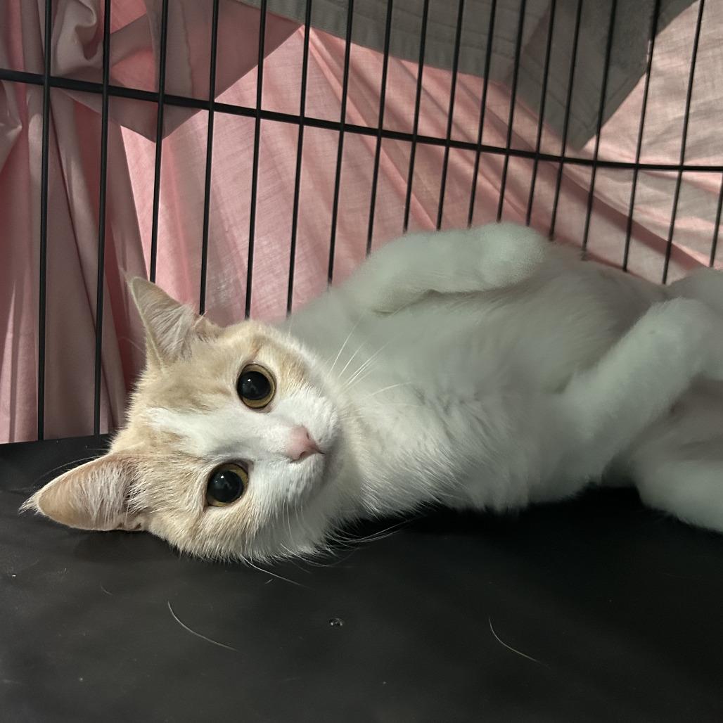Mathematica, Adoptable, Adult Female Domestic Short Hair.