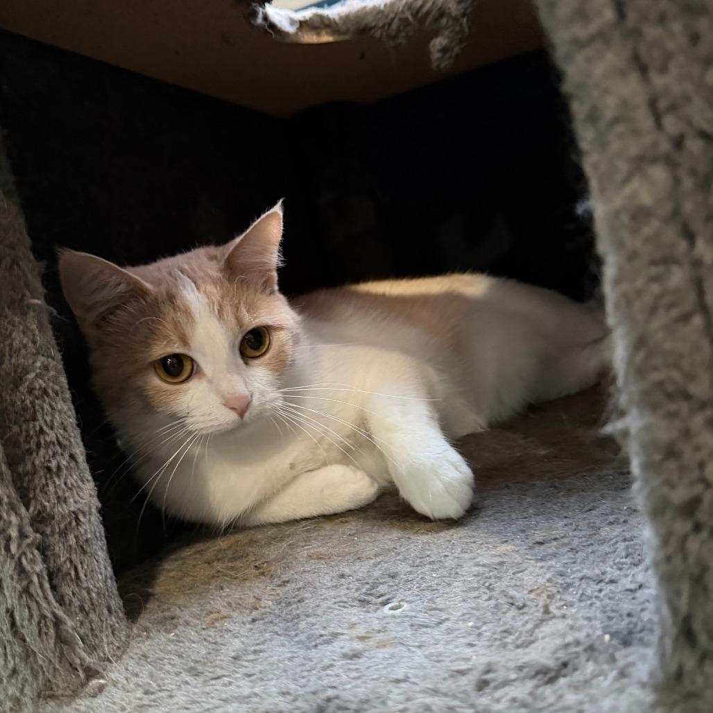 Enlarge Mathematica, a Adoptable Domestic Short Hair in Marion, VA image 2/6