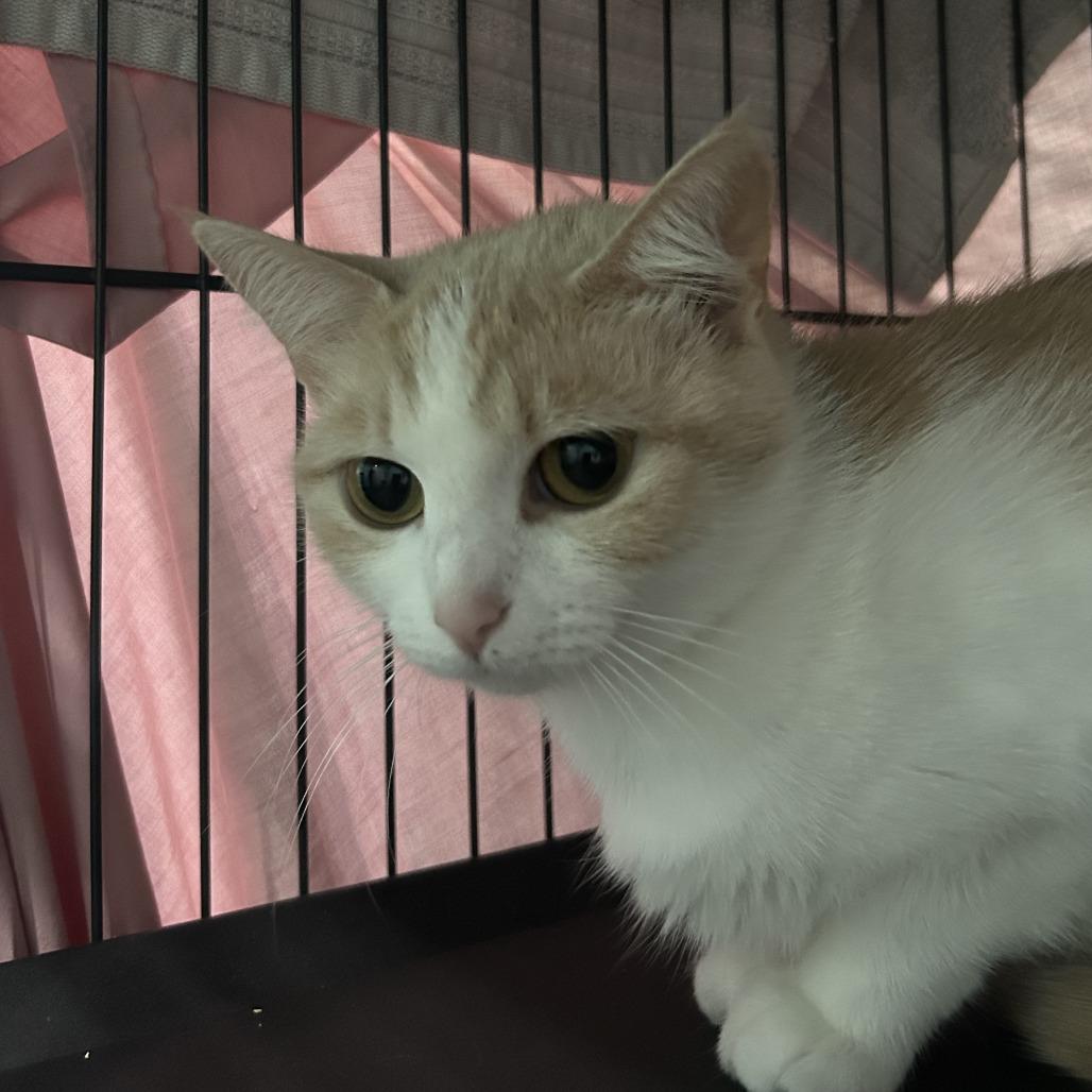Mathematica, a Adoptable Domestic Short Hair in Marion, VA image 2/4