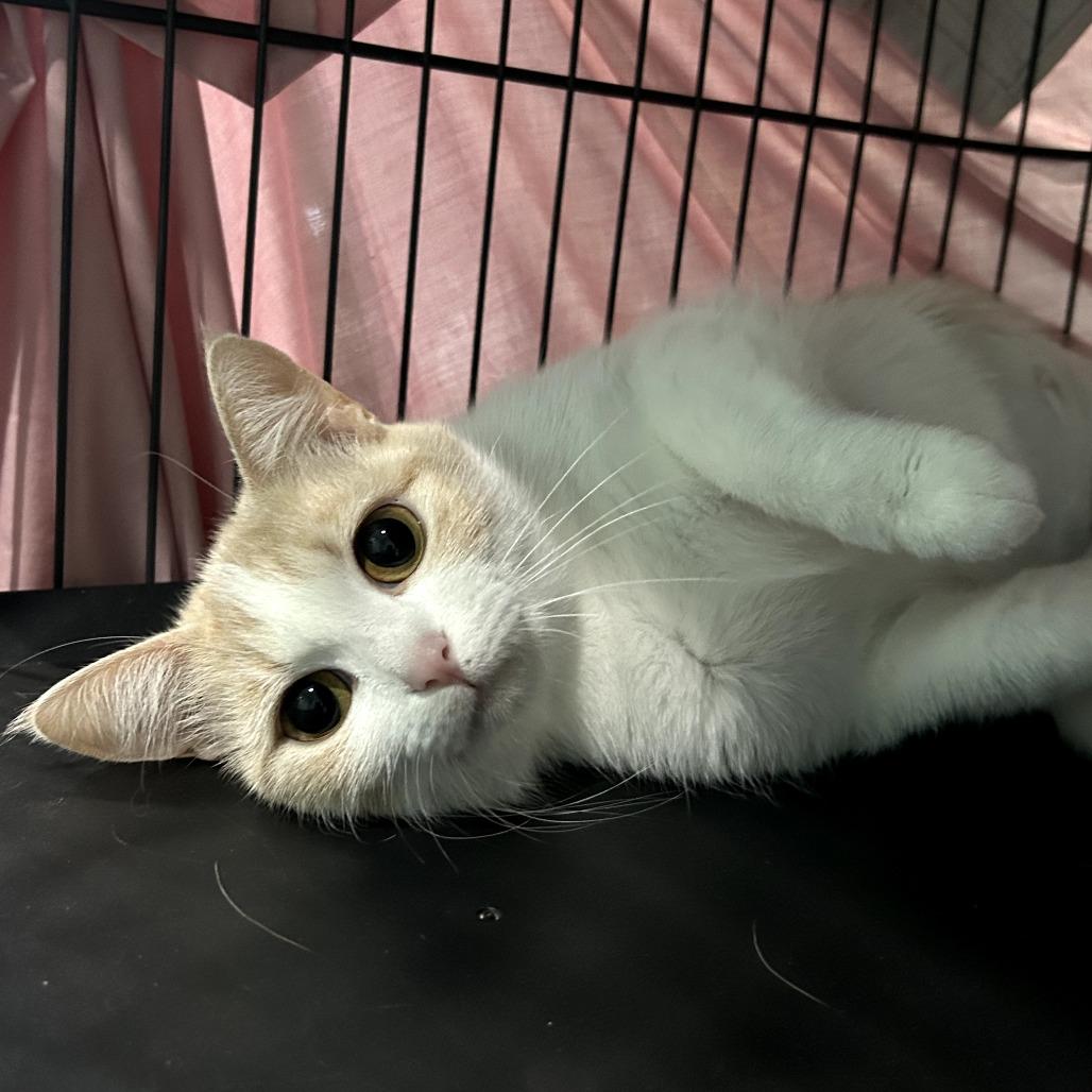 Mathematica, a Adoptable Domestic Short Hair in Marion, VA image 3/4