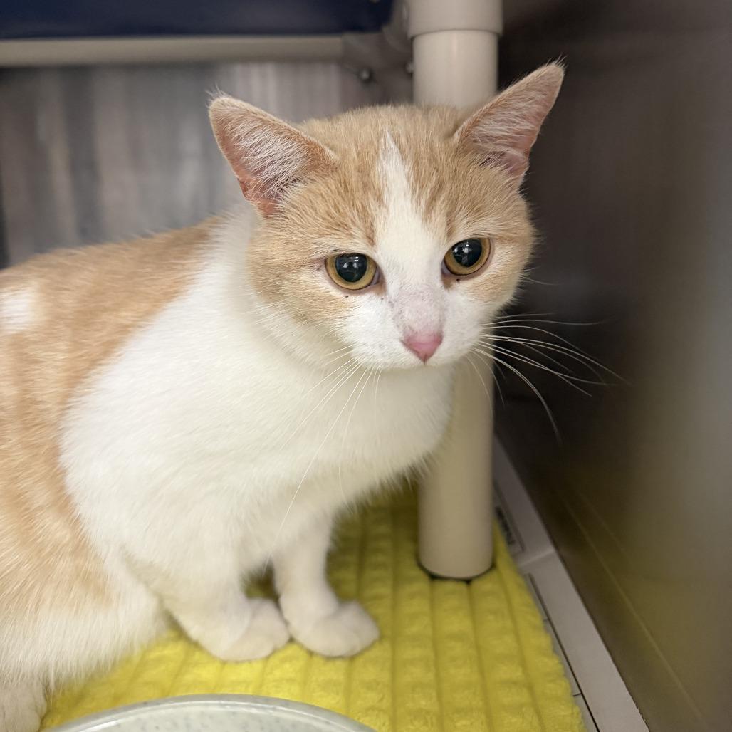Mathematica, a Adoptable Domestic Short Hair in Marion, VA image 4/4
