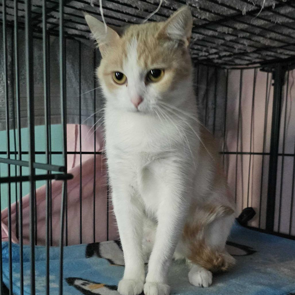 Enlarge Mathematica, a Adoptable Domestic Short Hair in Marion, VA image 6/6
