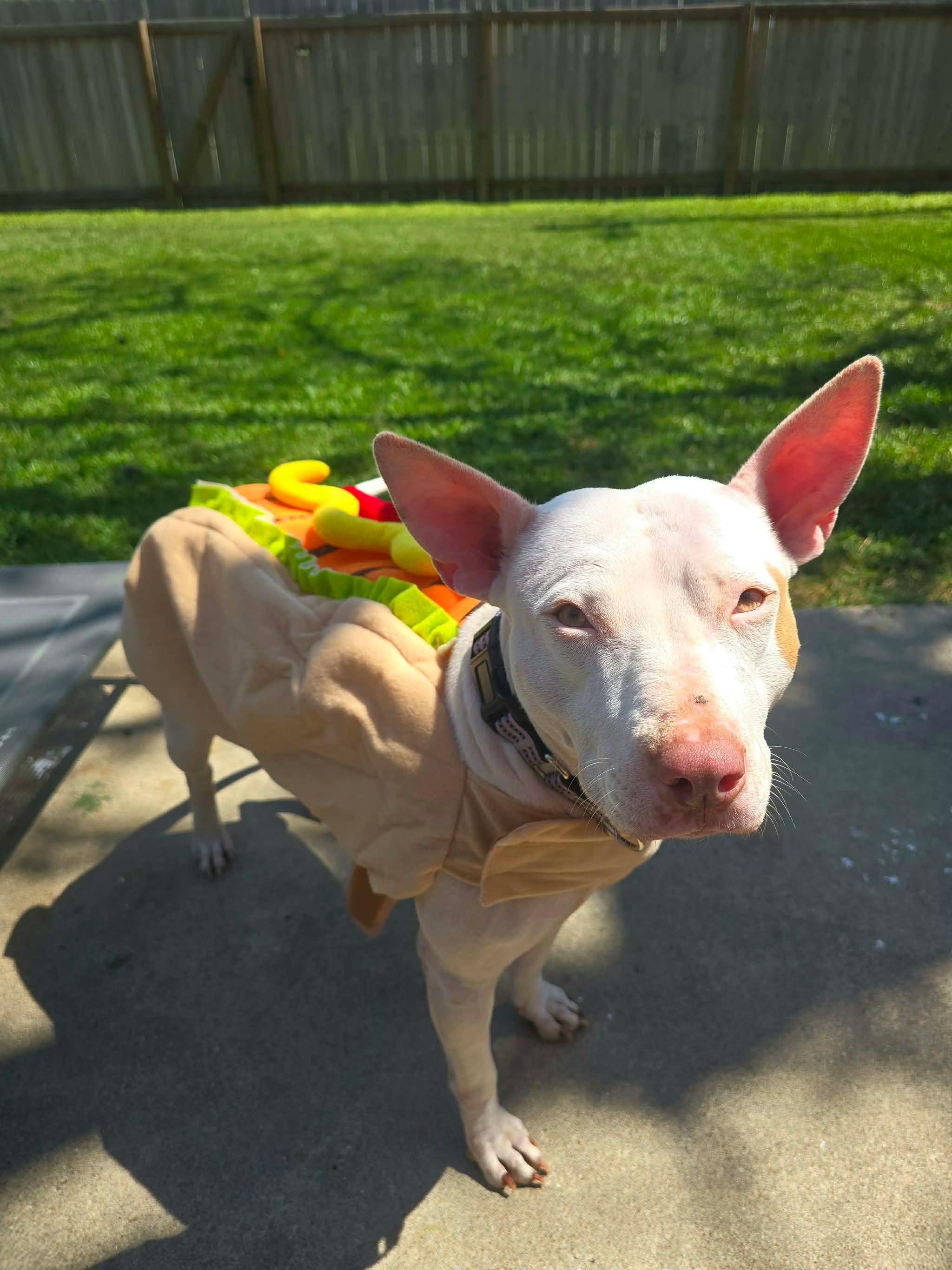 Enlarge Lulu, a Adoptable mixed breed in Maple Shade, NJ image 4/6