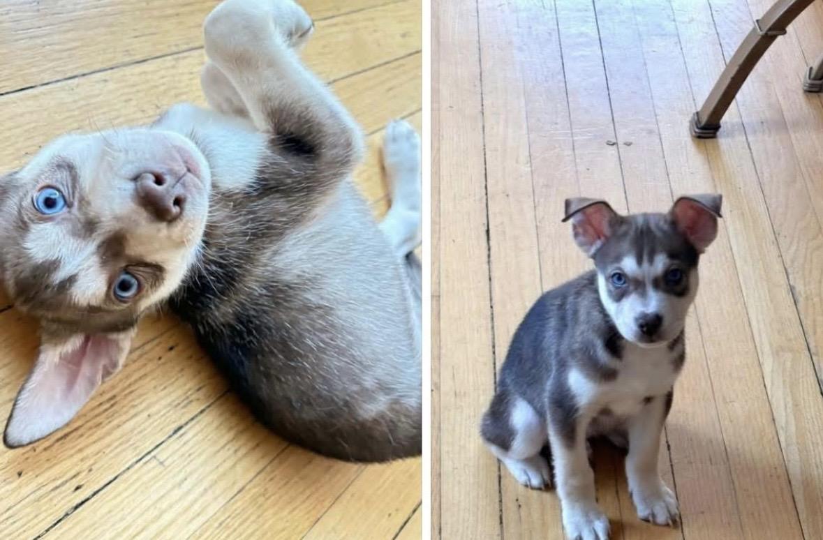 Max, adopted, Puppy Male Siberian Husky & Terrier.