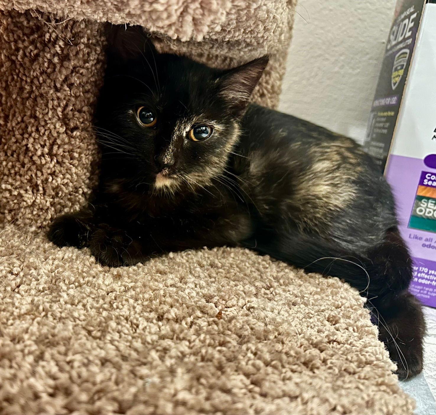 Kitten Sisters Winnie and Sarah, Adoptable, Young Female Domestic Short Hair & Tabby.