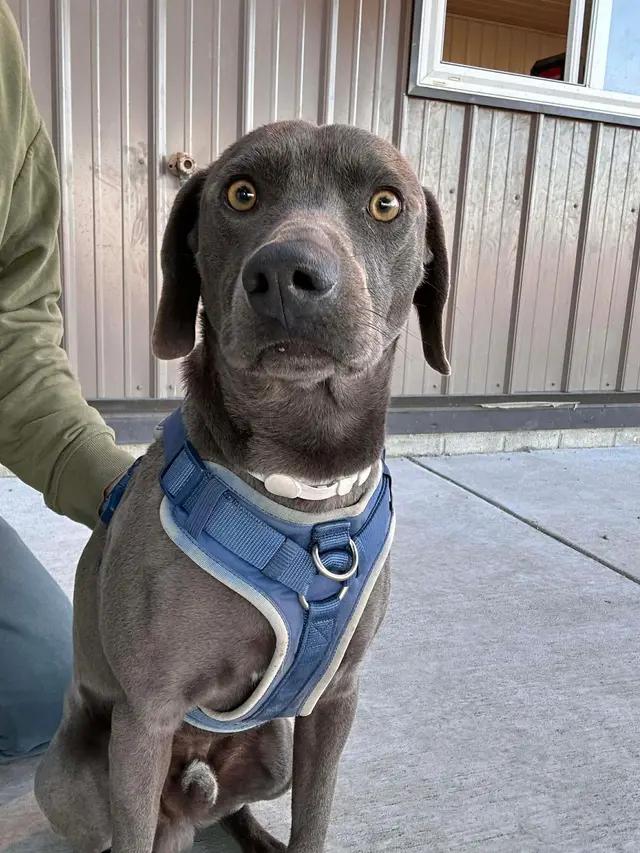Summit, ADOPTABLE, Adult Male Blue Lacy.
